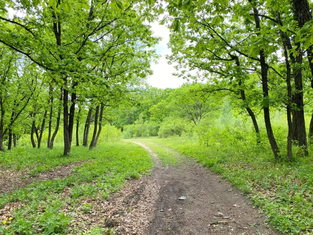 В ЕАО незаконно вырубили лес почти на миллион рублей