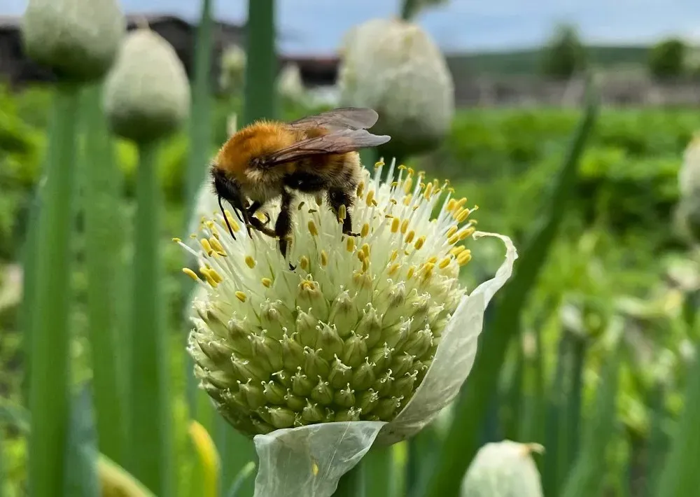 О внутренней кухне пчеловодства рассказал предприниматель из ЕАО