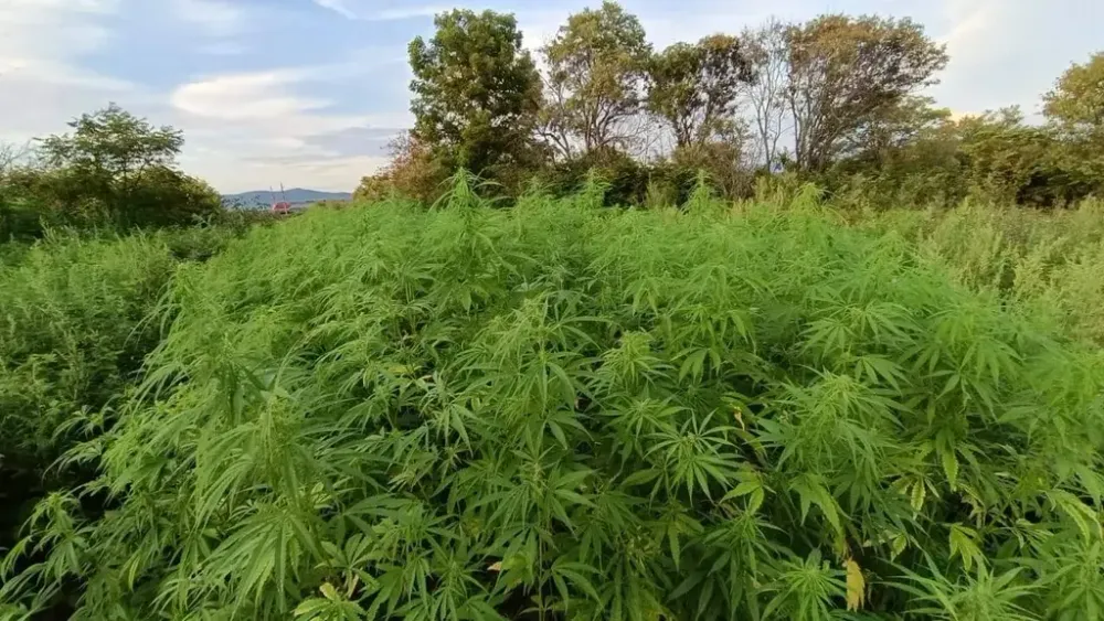 Более 1000 кустов конопли культивировал наркофермер из ЕАО