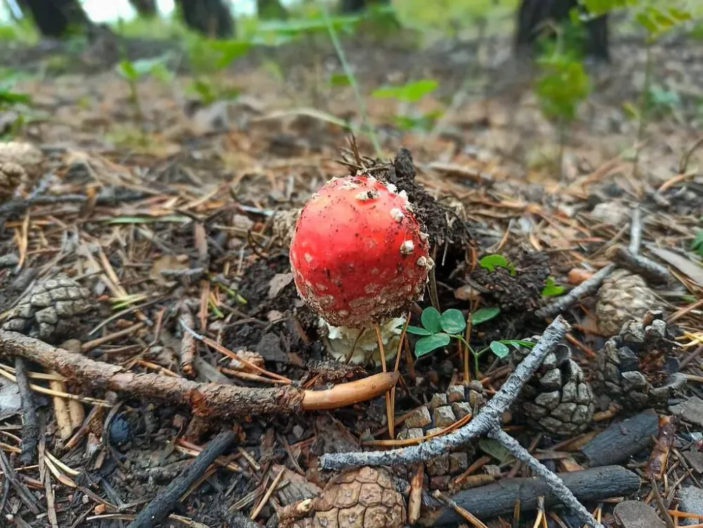 Роспотребнадзор по ЕАО подготовил памятку для профилактики грибных отравлений