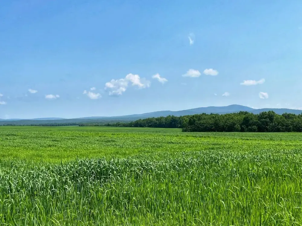 Более 400 участков было выдано в собственность в рамках «Дальневосточного гектара» в ЕАО