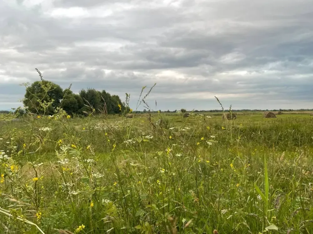 Второй участок могут взять в пользование участники «Дальневосточного гектара» в ЕАО