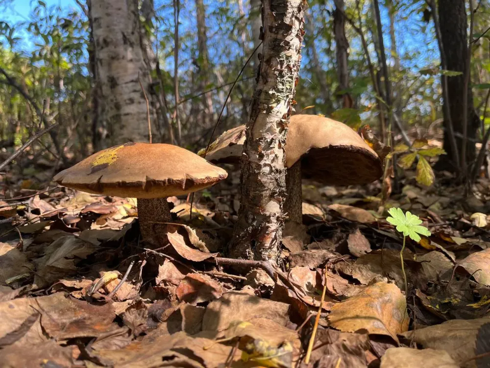 У грибника из Биробиджана нашли более 250 граммов марихуаны