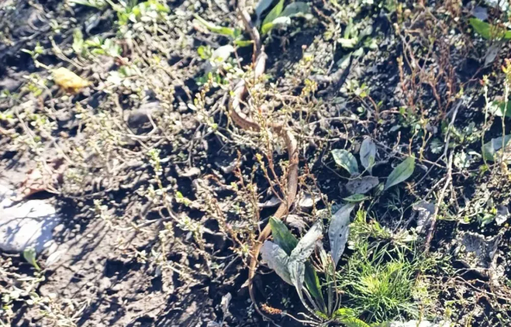 Ползучее пресмыкающееся покусилось на детей: в детском саду ЕАО спасатели изловили гадюку