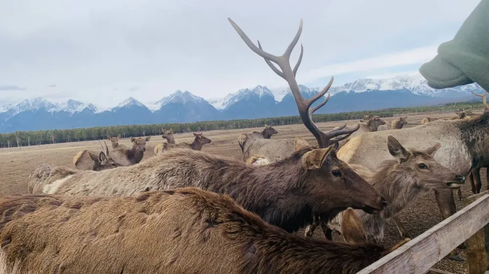 Браконьера из ЕАО поймали и заставили ответить по уголовному делу