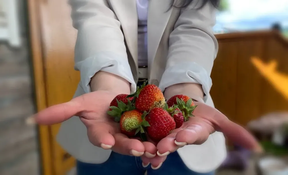 Собственные сорта клубники выведут в Хабаровском крае