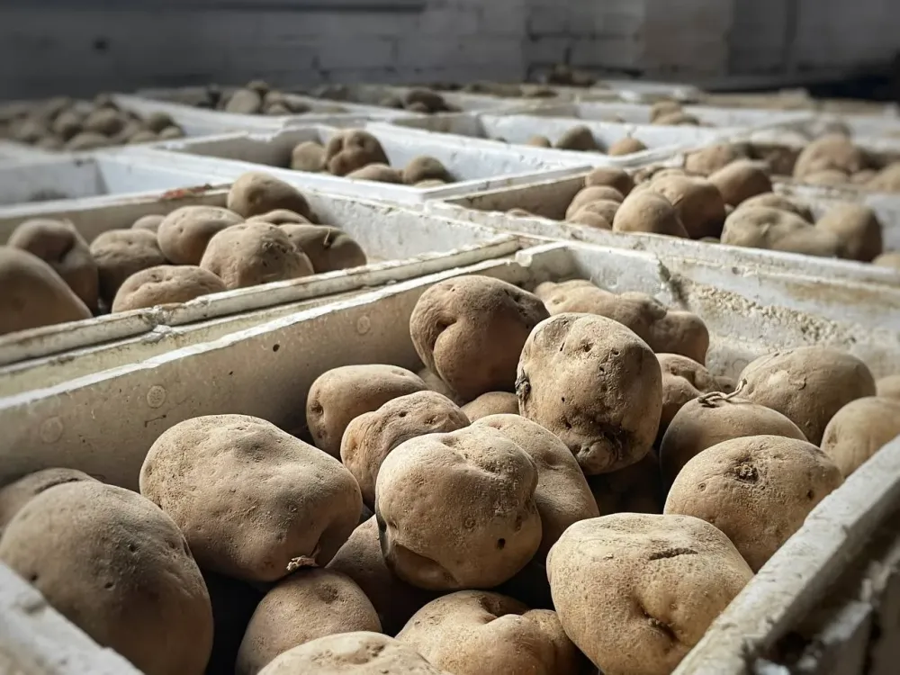 Урожай картофеля вырос в 1,5 раза в ЕАО