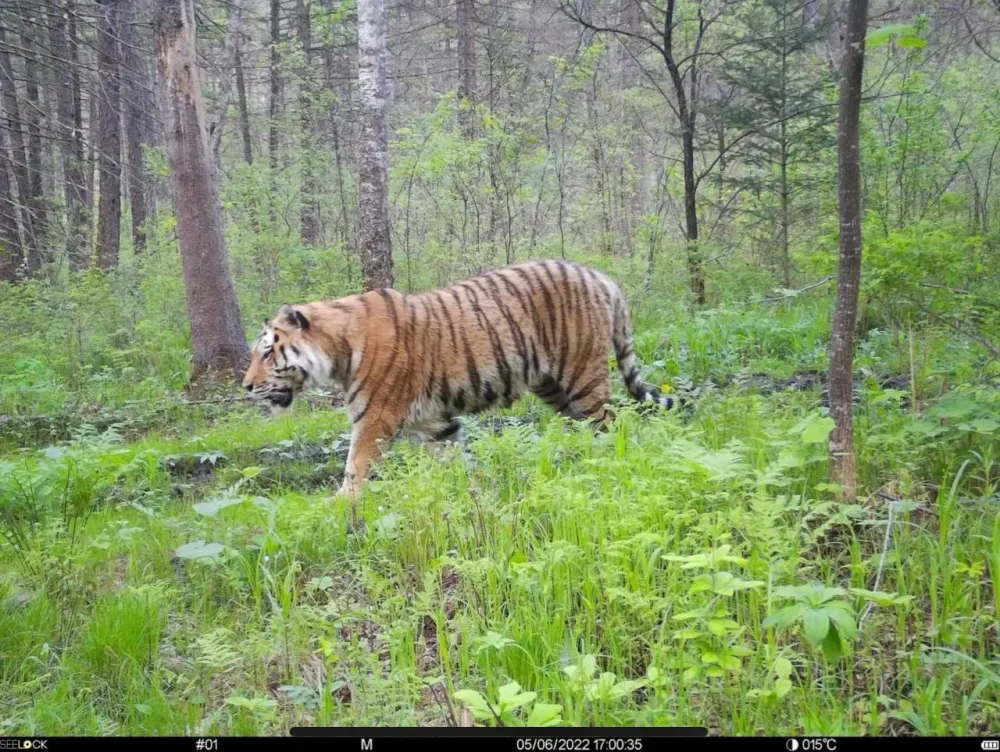 Что делать, если встретился с амурским тигром