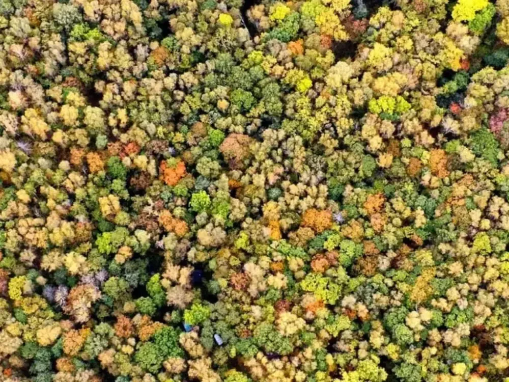 Более 800 «дальневосточных гектаров» выдано в ЕАО за 5 лет