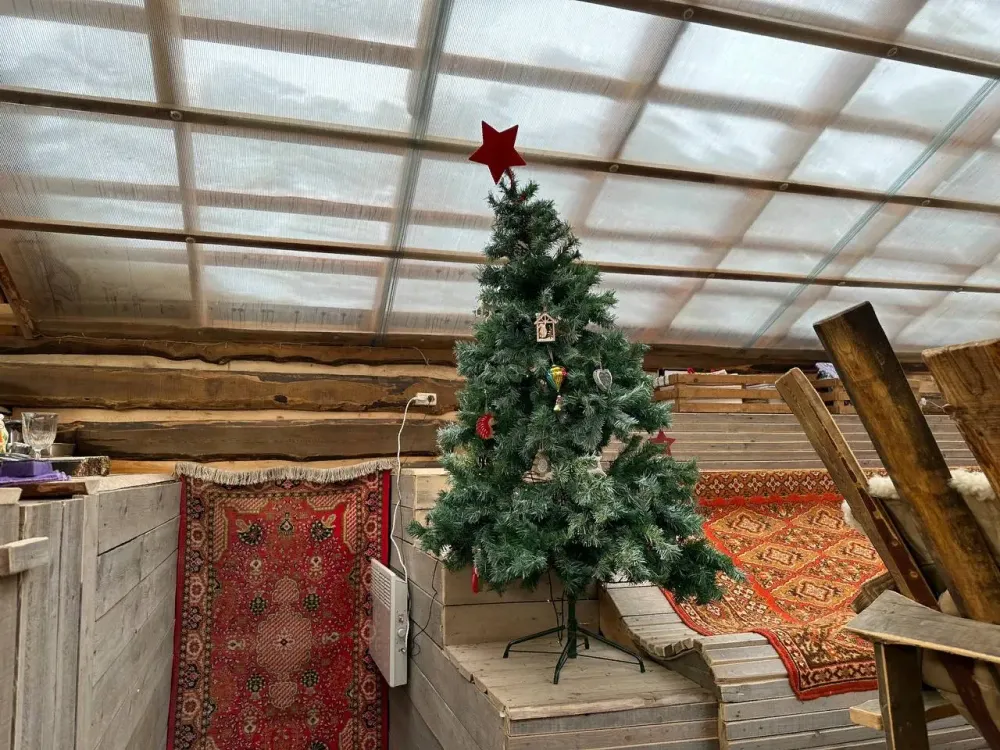 Живые ёлки нельзя выкидывать в мусорные контейнеры