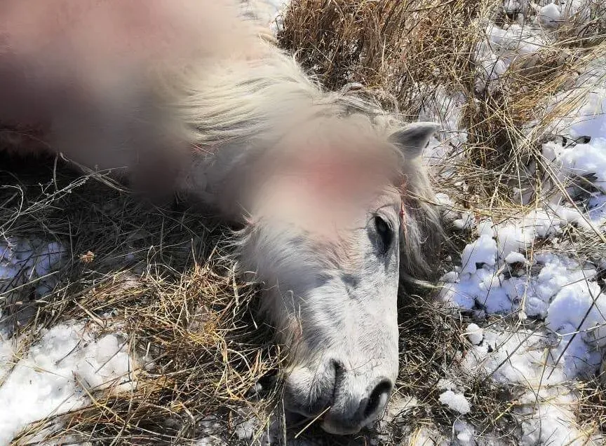 Растерзал двух коней тигр в ЕАО