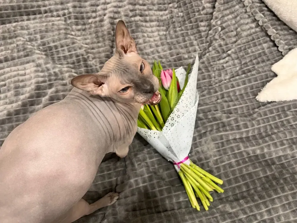 Какие букеты дарили биробиджанкам на 8 марта