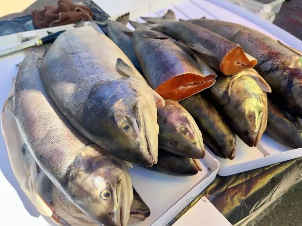 Тонны кеты, приготовленной в ЕАО, раскупили китайцы на приграничной территории в Тунцзяне