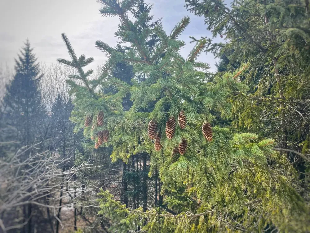 Полный запрет на посещение лесов введут в ЕАО с 26 апреля