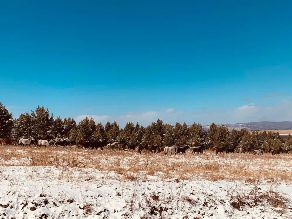 Нарушение в работе с пестицидами выявили у двух агрофирм из ЕАО