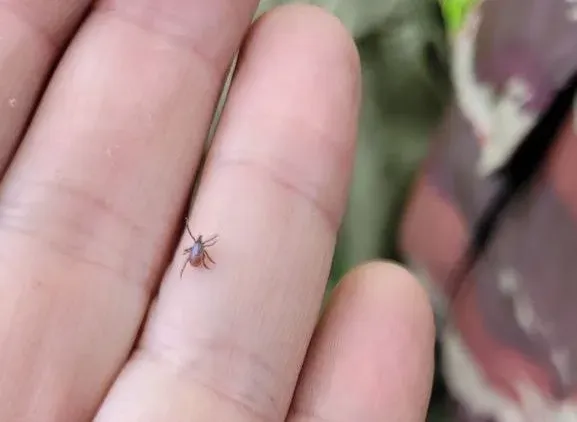 Первые случаи укуса клеща зафиксированы в ЕАО