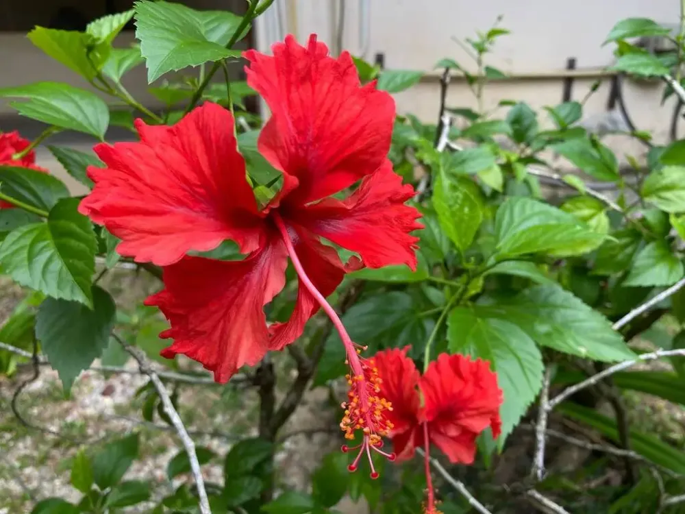 Сколько дней будет отдыхать страна на майских праздниках, рассказали в Роструде