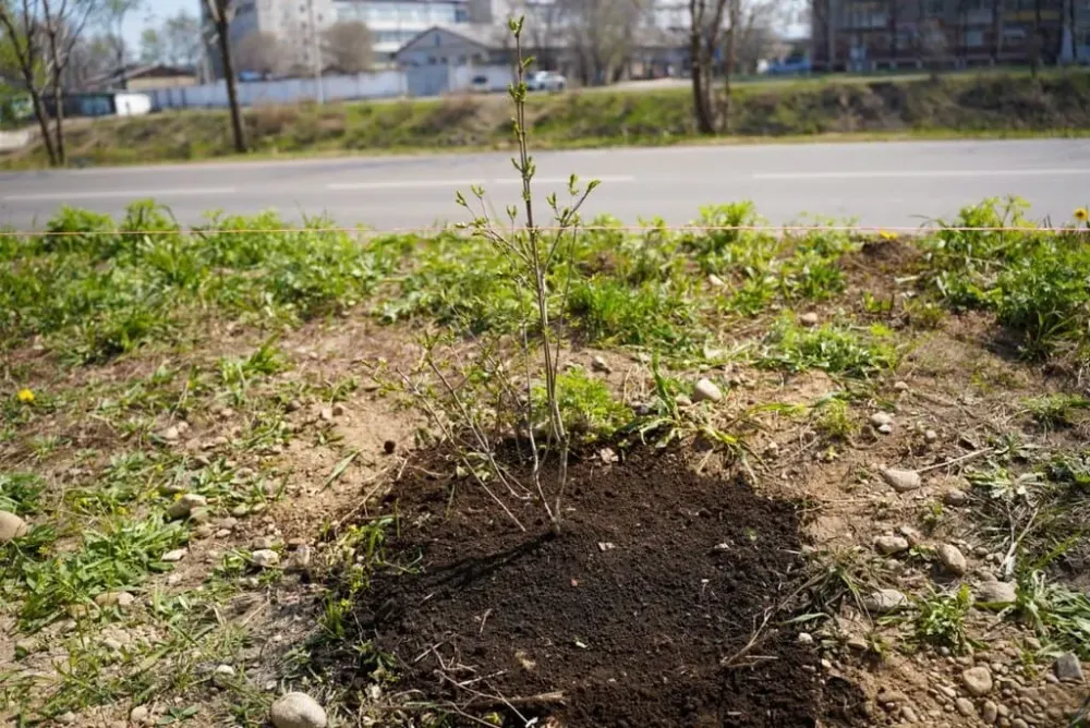«Сад памяти» высадили на берегу ручья Безымянного в Биробиджане