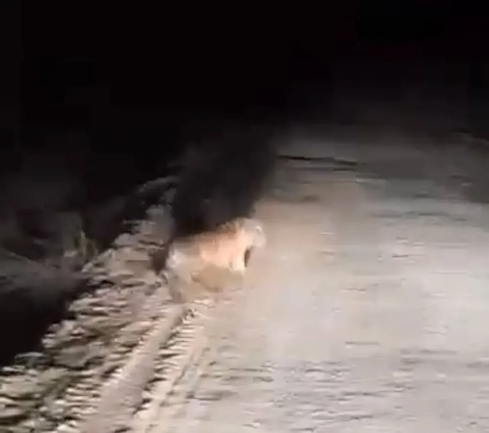 Тигр появился перед человеком в ЕАО