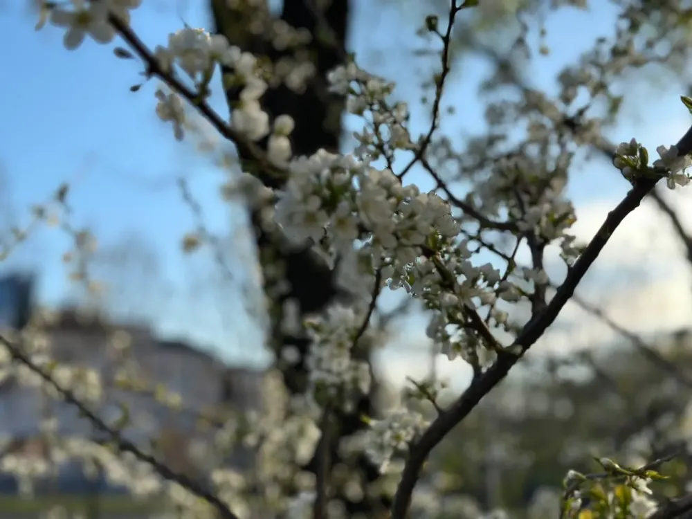 Сильный ветер и похолодания будут по всей ЕАО в День Победы
