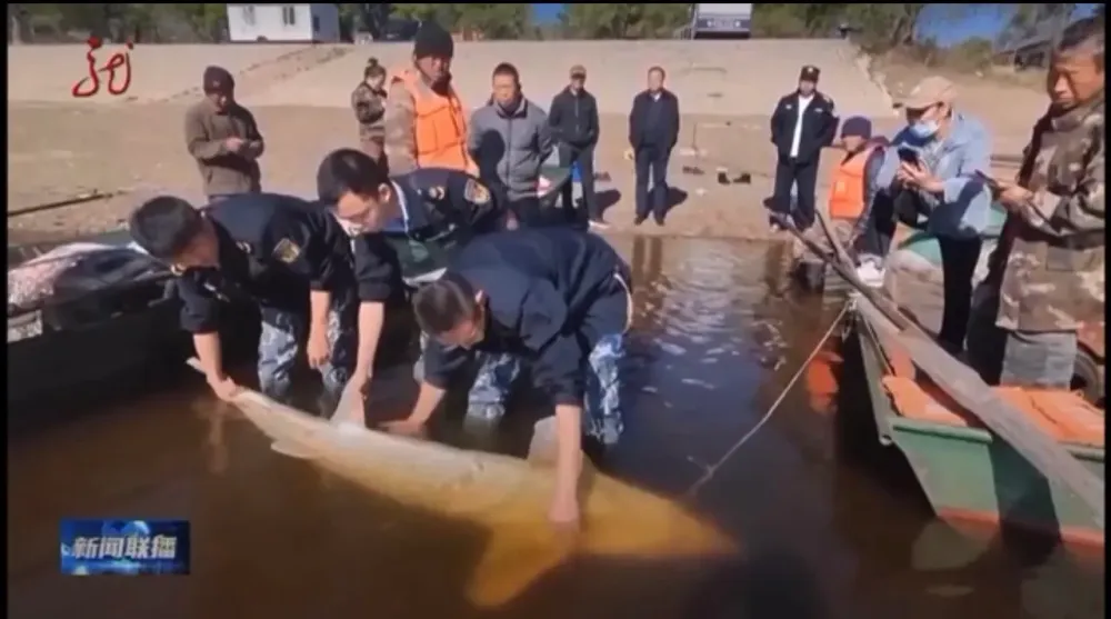 Рыбаки случайно выловили двух взрослых калуг напротив ЕАО