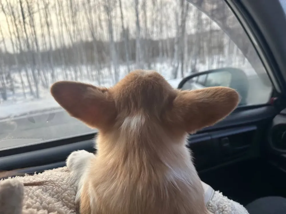 Комары переносят смертельную болезнь для собак на Дальнем Востоке