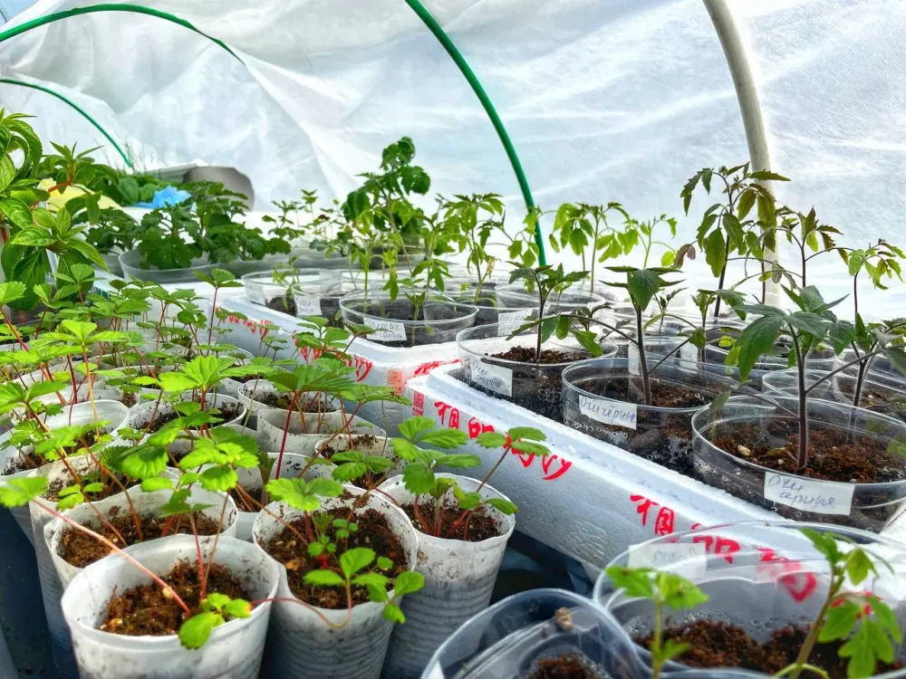 Растениеводами становятся подопечные психоневрологического интерната в Биробиджане