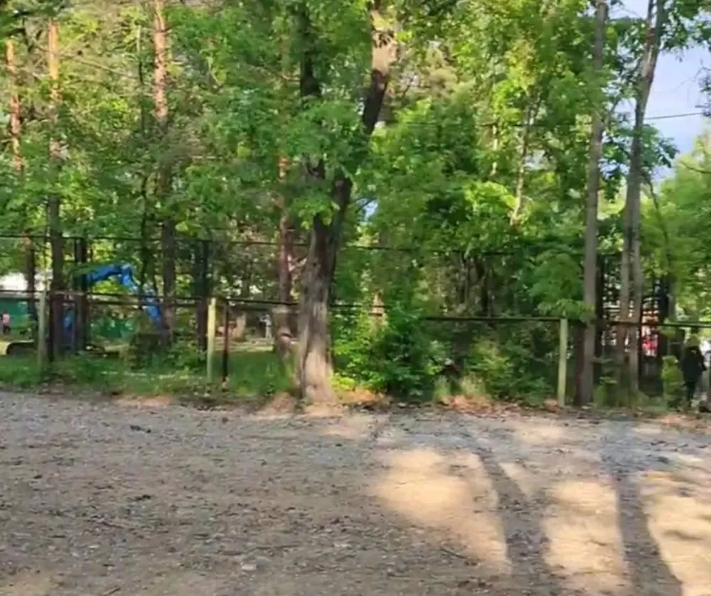 Вырубают деревья в парке «Динамо» в Хабаровске