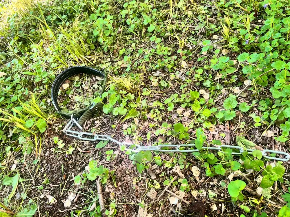 Сбил мопса и скрылся с места ДТП неизвестный водитель в Биробиджане