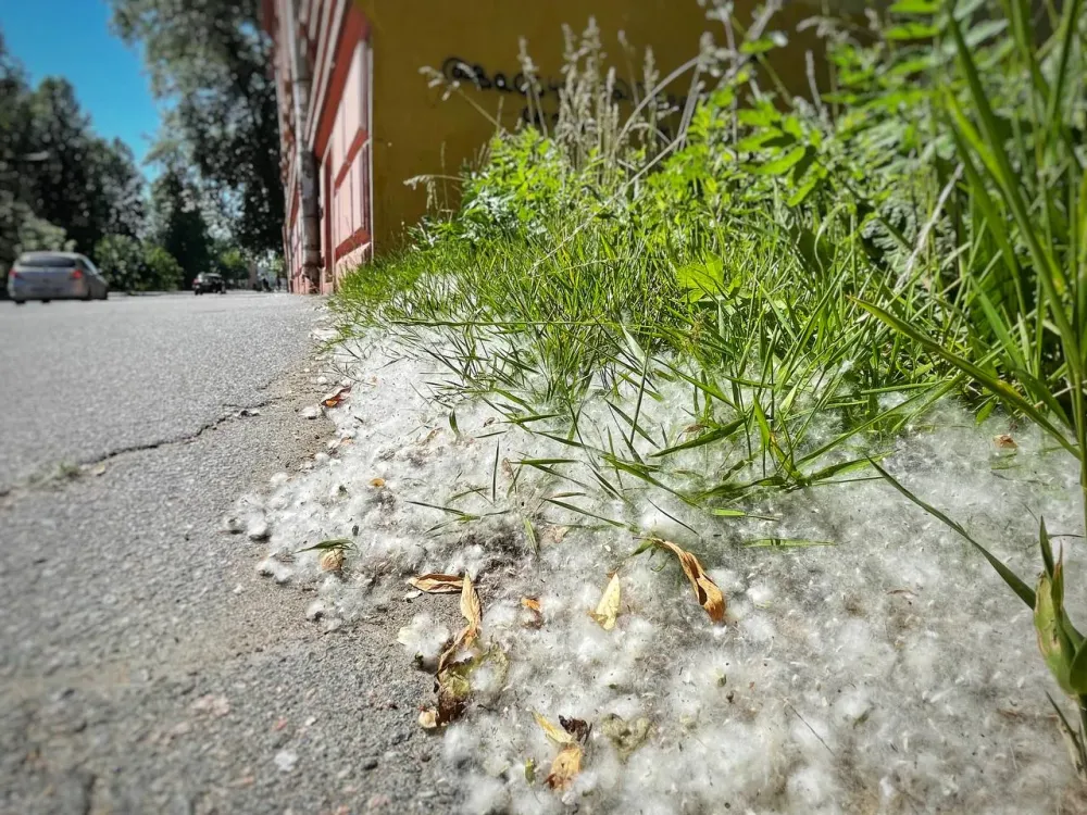 Тополиный пух: мифы и правда