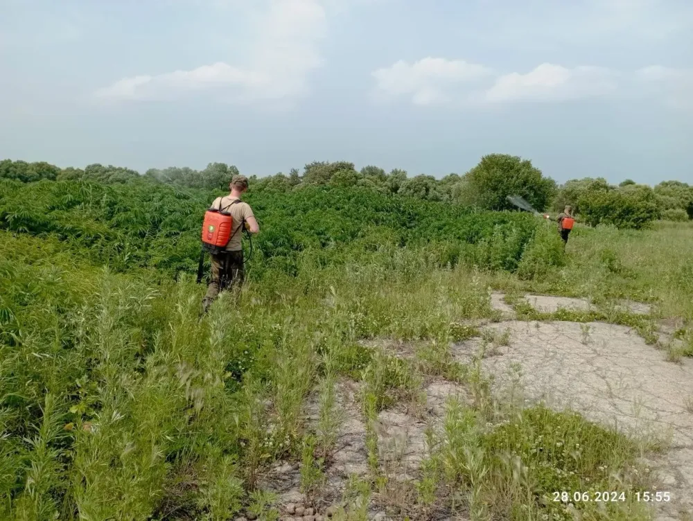 Поля конопли уничтожают в ЕАО