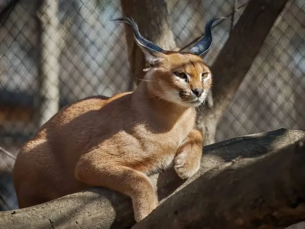 «Дворик Надежды» – уголок экзотики со всего света на берегу Биры