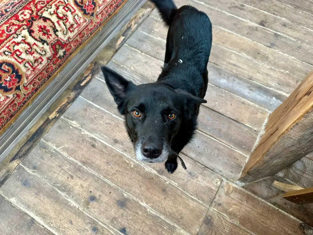 За укус бродячей собаки заплатит девочке 50 тысяч рублей мэрия Биробиджана