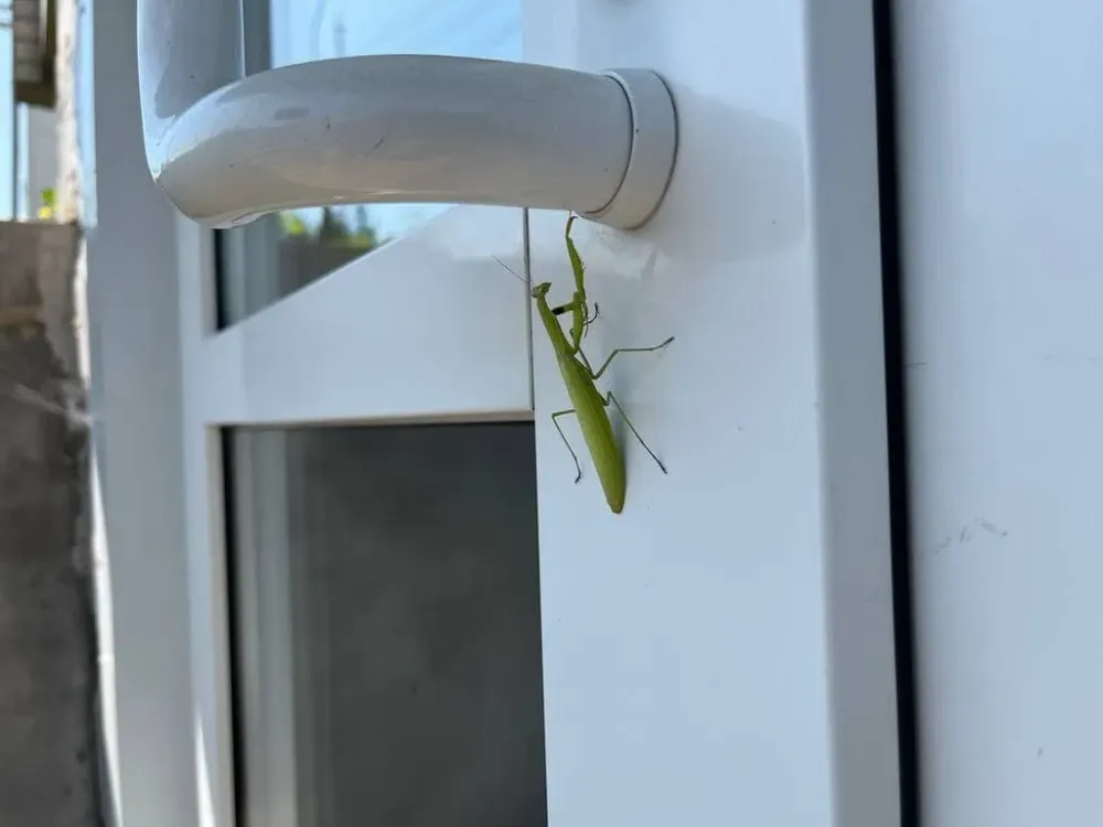 «Атака богомолов»: о засилье хищных насекомых пишут биробиджанцы