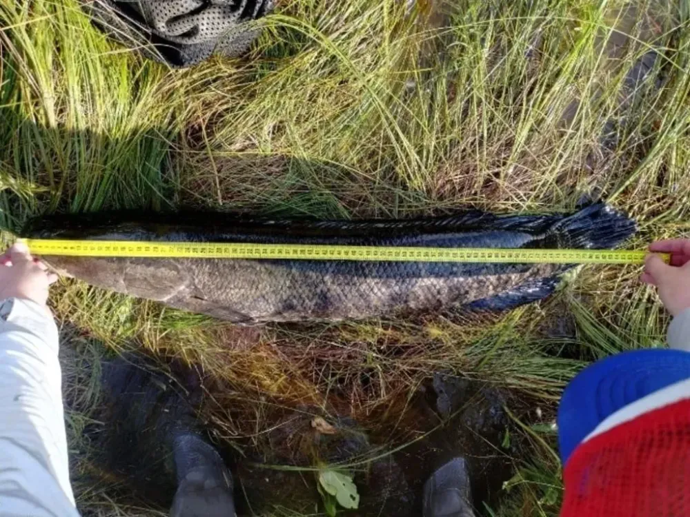 «Вот это улов»: кадрами гигантских змееголовов хвастаются рыбаки ЕАО