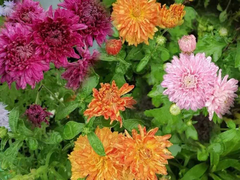 Поделиться кадрами своего урожая и выиграть 100 корней клубники могут жители ЕАО