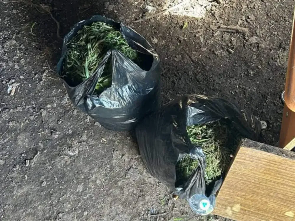 Полтора килограмма марихуаны нашёл за забором житель ЕАО