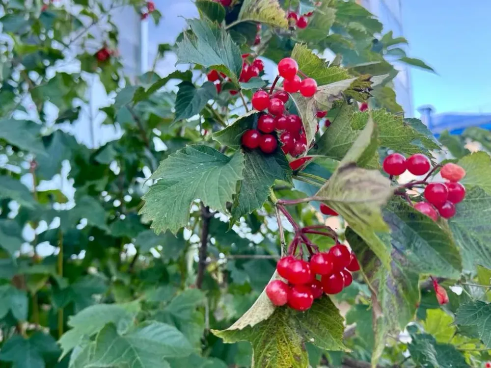 Потепление ожидается в ЕАО: прогноз погоды на 22 сентября