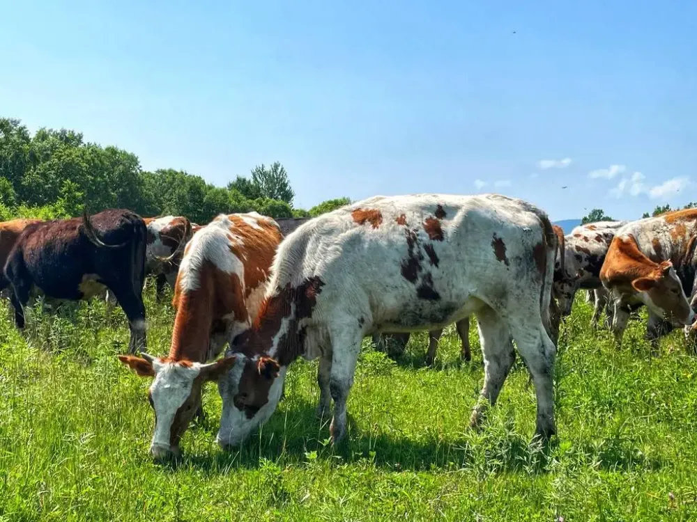 Кража с разделом: к 200 часам работ приговорили за зарезанную корову жителя ЕАО