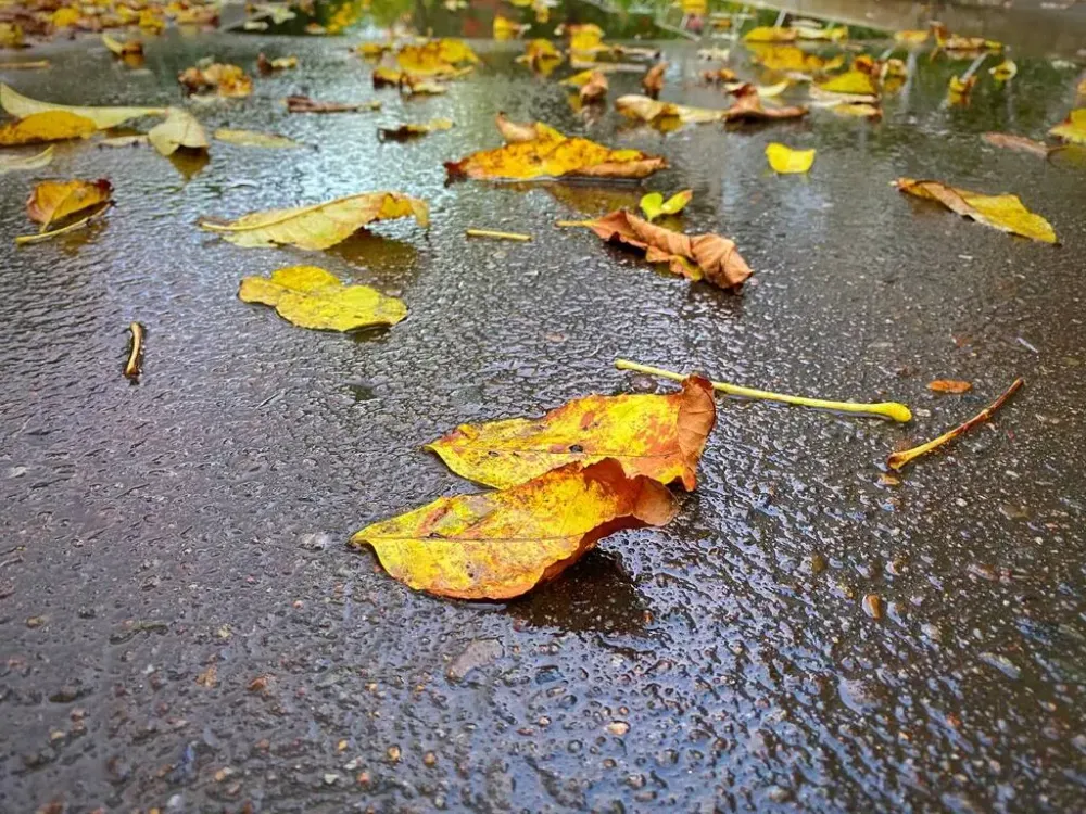 День ходьбы, кубок по мини-футболу и катание на коньках — дайджест событий ЕАО на выходных