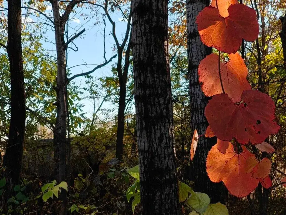 Прохладно и ветрено будет в ЕАО в этот вторник