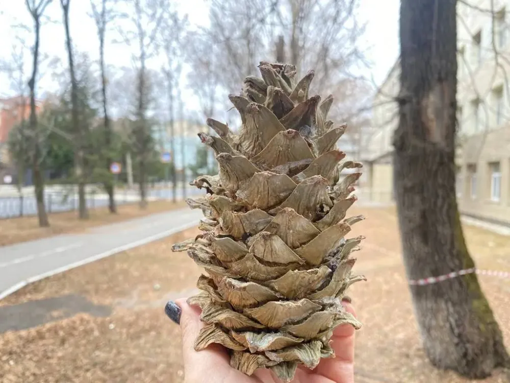 По-настоящему осеннюю погоду обещают синоптики в этот вторник в ЕАО