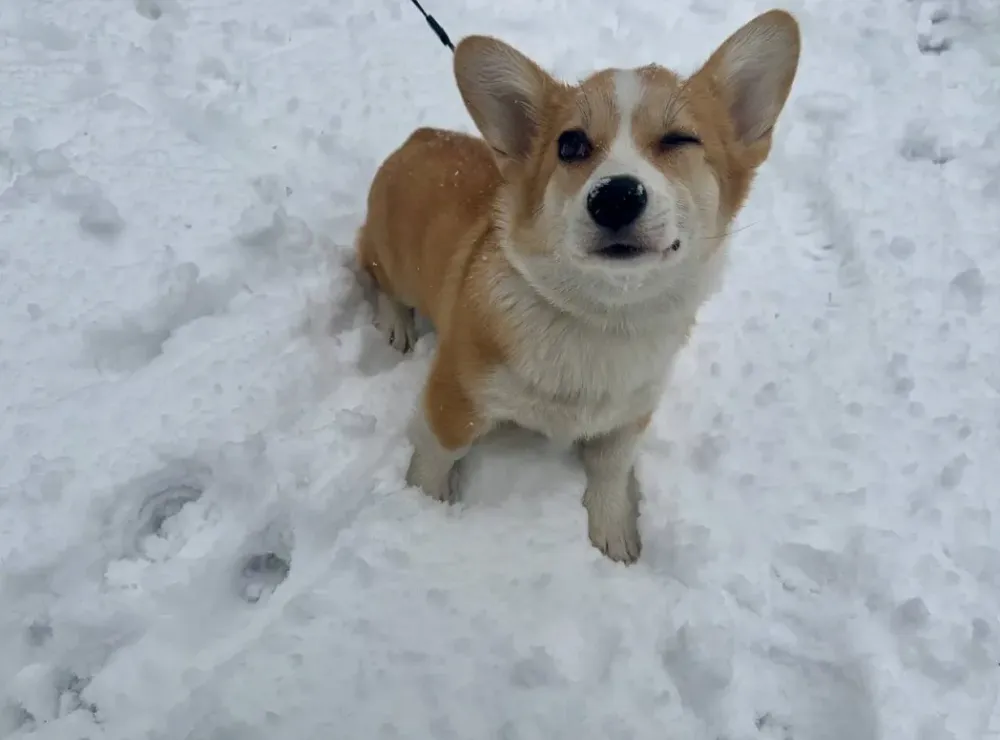 Сильный снег продолжится в ЕАО 27 ноября – прогноз погоды