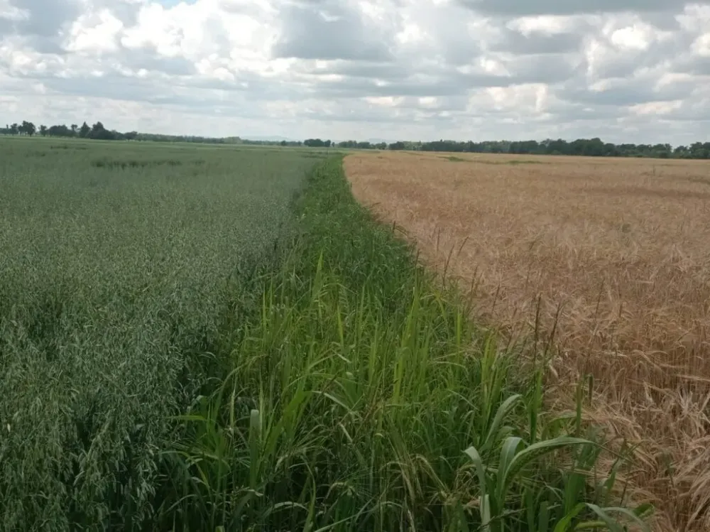 На 75% увеличили посевные площади в Биробиджанском районе ЕАО в 2024 году