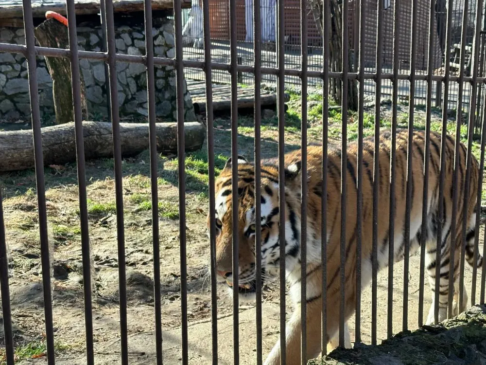 Из-за тигра школьников отправили на дистанционное обучение в ЕАО