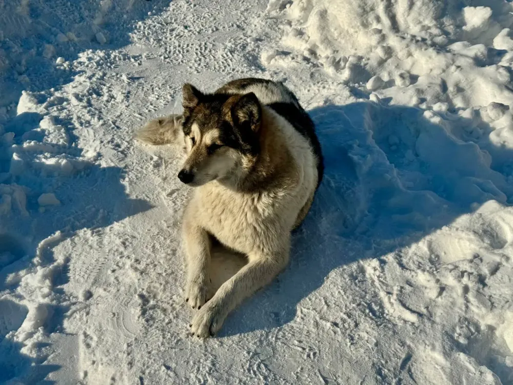 Первые клещи проснулись посреди зимы в Хабаровске