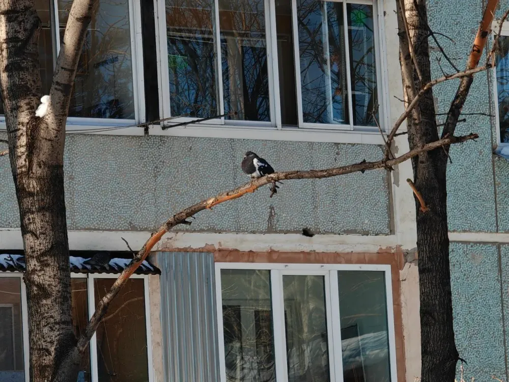 Снег, туман и небольшой ветер: прогноз погоды на 6 января в ЕАО