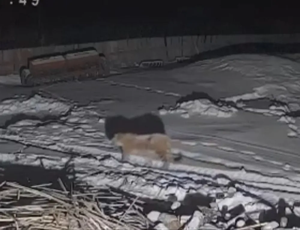 «Мы продолжаем отгонять тигра от деревни»: глава департамента природоохраны ЕАО