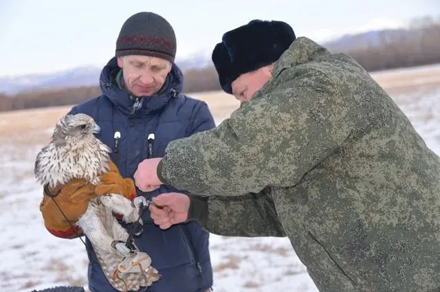 Незаконно хотели продать краснокнижных птиц иностранцам двое хабаровчан