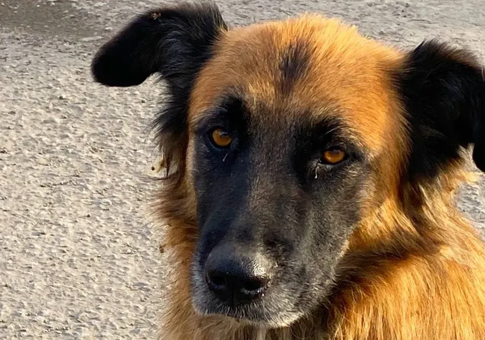 В ЕАО за нападение собаки на ребенка компенсацию выплатит хозяин пса